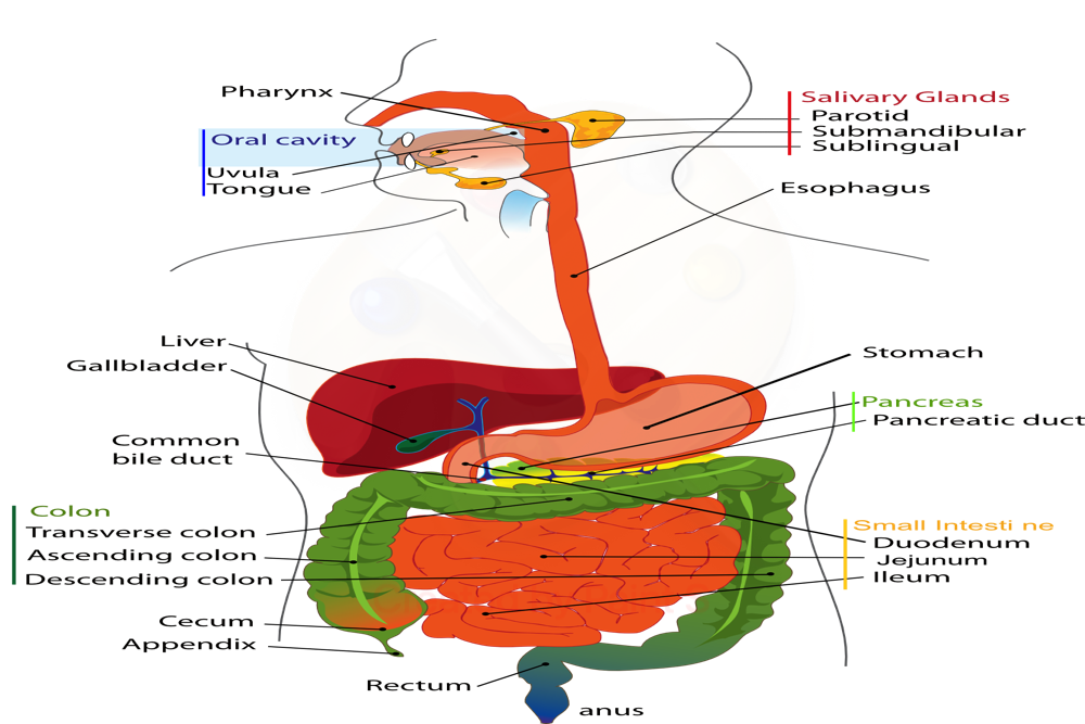 Gastroenterology