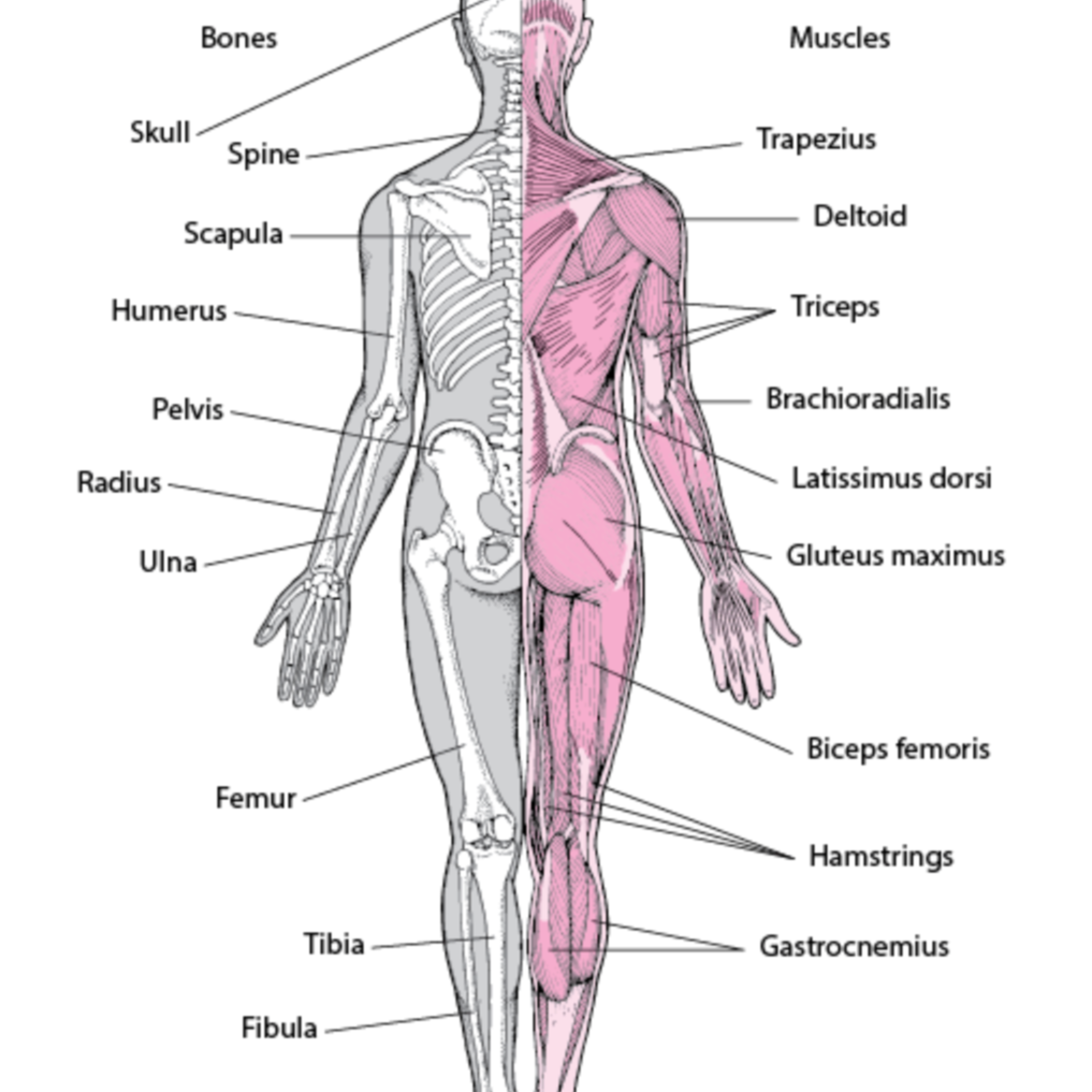 Respiratory